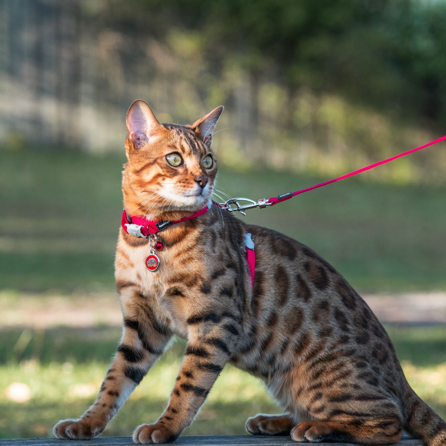  Red Dingo Stainless Steel Engraved Cat Tag Kitten Light Blue